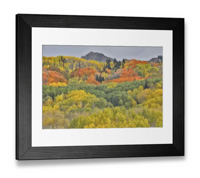 Framed Print : Groves of aspens in orange and yellow along Dyke, Kebler Pass, Colorado, USA Framed Print : Groves of aspens in orange and yellow along Dyke, Kebler Pass, Colorado, USA