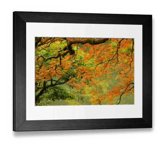 Framed Print : Close-up of branch in Portland Japanese Garden, Portland, Oregon, USA Framed Print : Close-up of branch in Portland Japanese Garden, Portland, Oregon, USA
