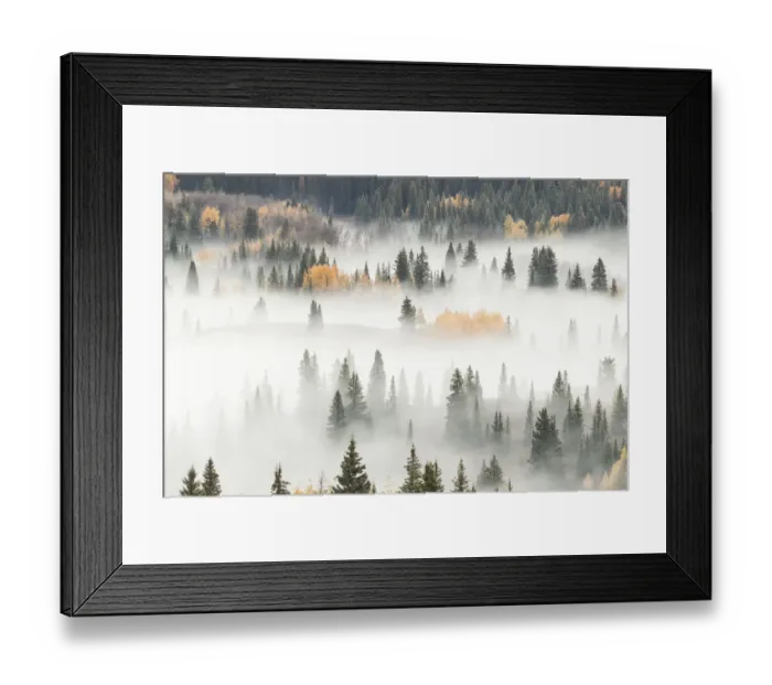 Framed Print : Fog covering mountain forest, San Juan National Forest, Colorado, USA Framed Print : Fog covering mountain forest, San Juan National Forest, Colorado, USA