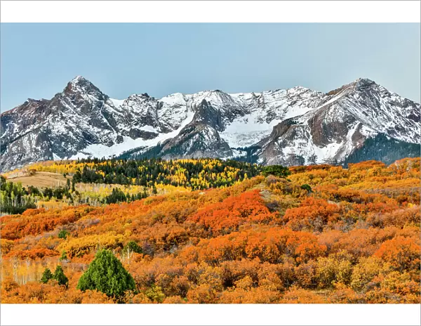 Fall colors with snow-capped mountains, Ridgway, Colorado, USA