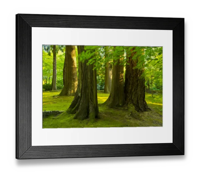 Framed Print : Stately trees in early autumn, Portland Japanese Garden, Portland, Oregon, USA
