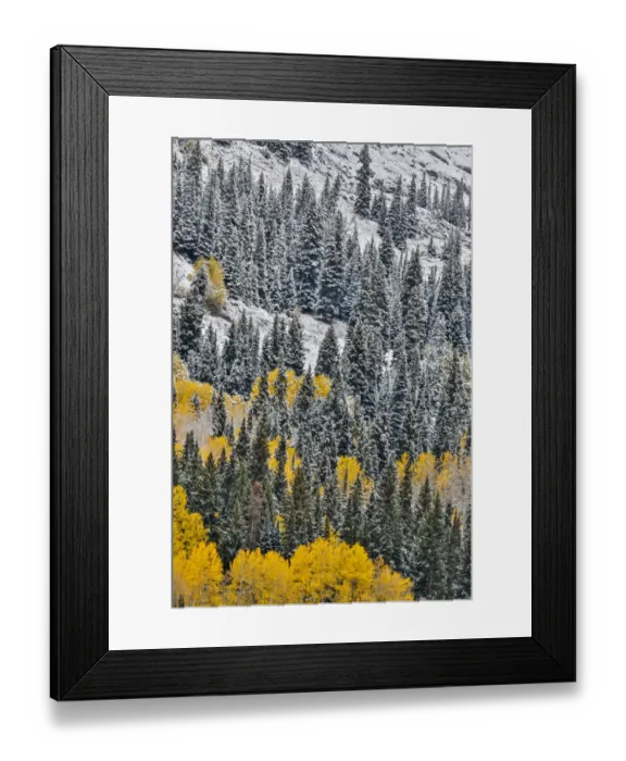 Framed Print : Fall colors with dusting of snow, Crested Butte, Colorado, USA Framed Print : Fall colors with dusting of snow, Crested Butte, Colorado, USA