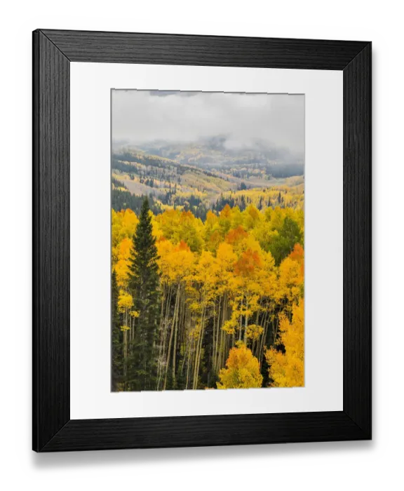 Framed Print : Fall colors with Layer of Fog, Crested Butte, Colorado, USA Framed Print : Fall colors with Layer of Fog, Crested Butte, Colorado, USA
