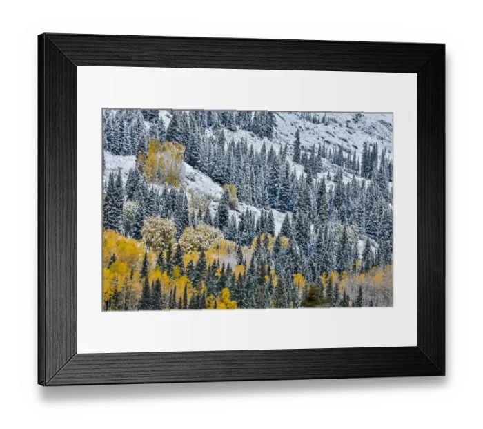 Framed Print : Fall colors with dusting of snow, Crested Butte, Colorado, USA Framed Print : Fall colors with dusting of snow, Crested Butte, Colorado, USA
