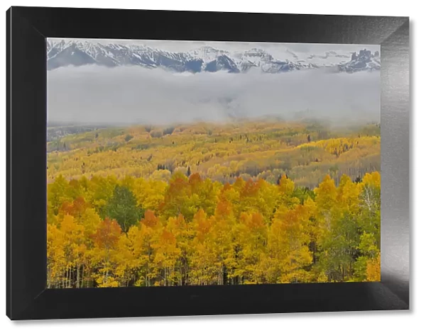 Foggy morning on Ohio Pass with Aspens in Fall color near Crested Butte, Colorado, USA