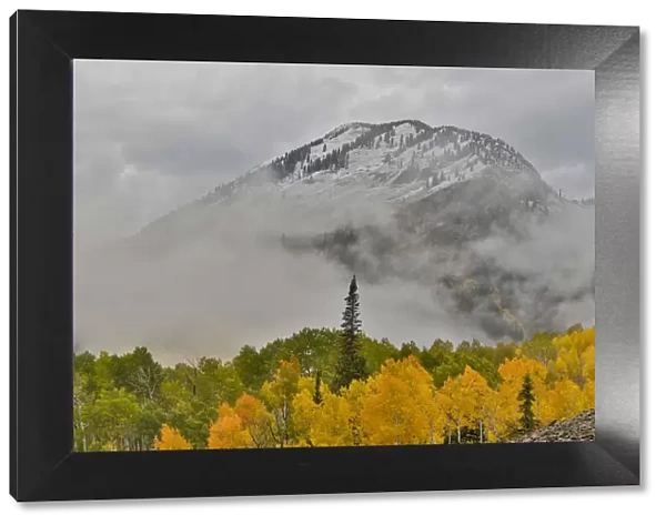 Fog rising around East Beckwith Mountain near Crested Butte in fall colors, Colorado, USA