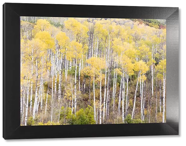 Aspen groves in autumn, Kebler Pass, Colorado, USA
