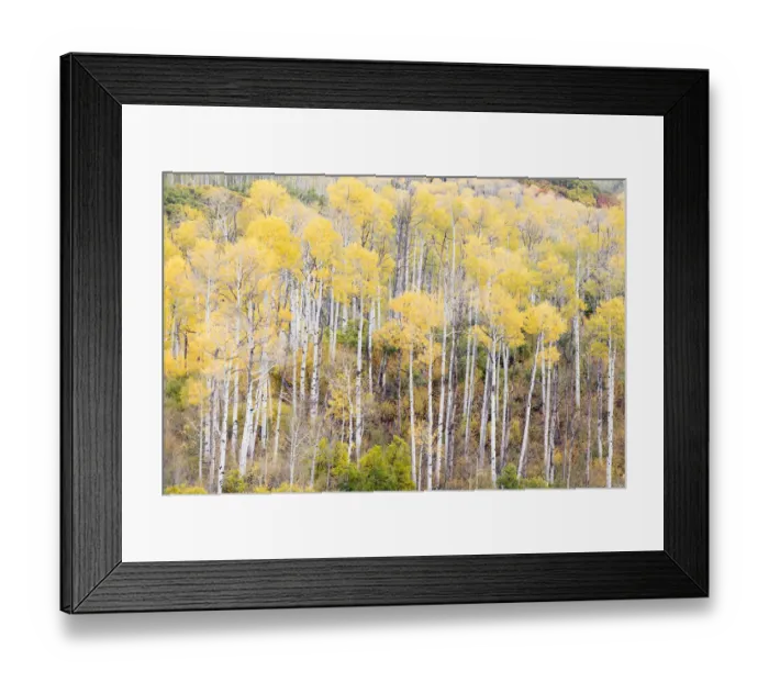 Framed Print : Aspen groves in autumn, Kebler Pass, Colorado, USA Framed Print : Aspen groves in autumn, Kebler Pass, Colorado, USA