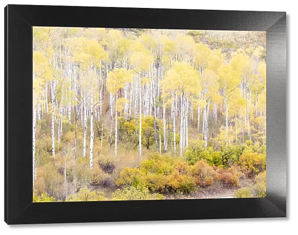 Aspen trees in autumn, Kebler Pass, Colorado, USA