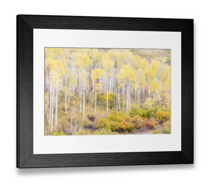 Framed Print : Aspen trees in autumn, Kebler Pass, Colorado, USA Framed Print : Aspen trees in autumn, Kebler Pass, Colorado, USA