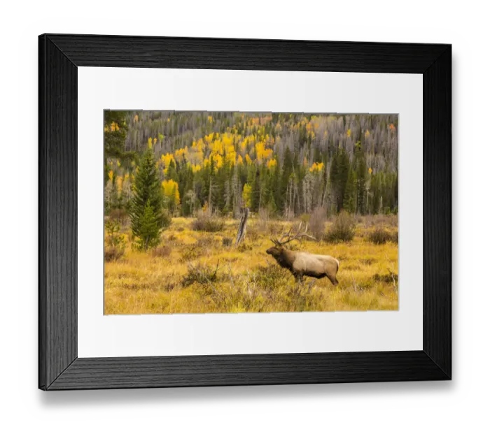Framed Print : Bull elk (Cervus canadensis) in field, Rocky Mountain National Park, Colorado, USA