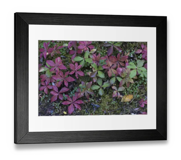 Framed Print : Boreal forest, lichen, moss, mushroom in autumn, Yukon, Canada