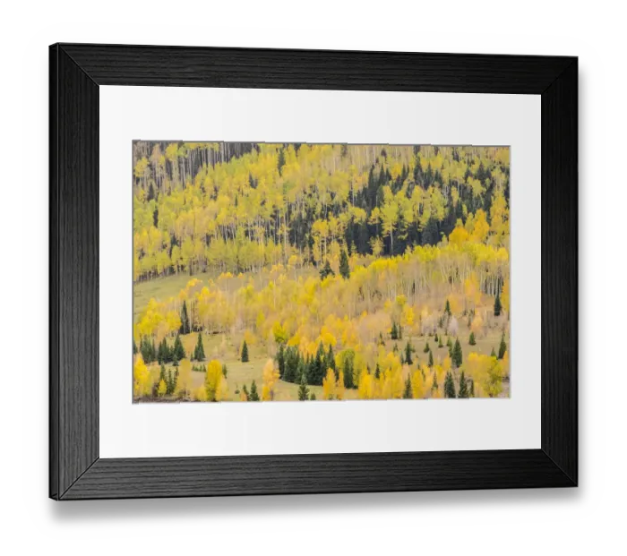 Framed Print : Mountain trees in fall color, Gunnison National Forest, Colorado, USA Framed Print : Mountain trees in fall color, Gunnison National Forest, Colorado, USA