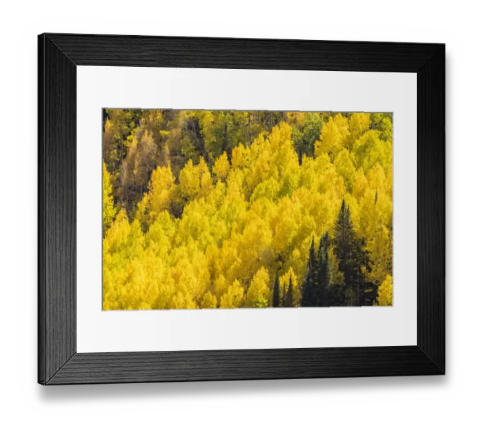 Framed Print : Ohio Creek Valley in fall color, Gunnison National Forest, Colorado, USA Framed Print : Ohio Creek Valley in fall color, Gunnison National Forest, Colorado, USA
