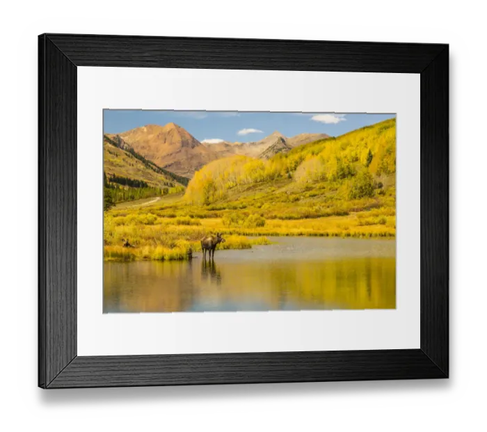 Framed Print : Moose in pond, Gunnison National Forest, Colorado, USA Framed Print : Moose in pond, Gunnison National Forest, Colorado, USA