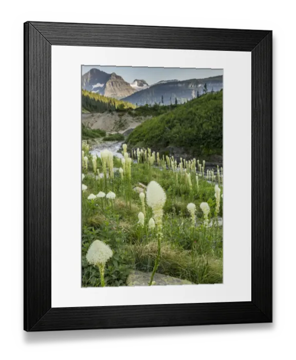 Framed Print : Siyeh Creek and bear grass (Xerophyllum tenax), Glacier National Park, Montana, USA Framed Print : Siyeh Creek and bear grass (Xerophyllum tenax), Glacier National Park, Montana, USA