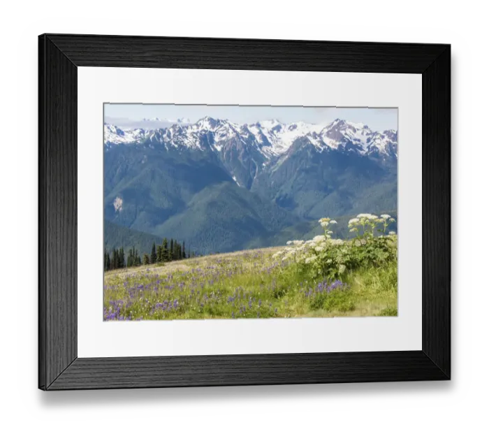 Framed Print : Hills with flowering wildflowers, Hurrican Ridge, Olympic National Park, Washington State, USA Framed Print : Hills with flowering wildflowers, Hurrican Ridge, Olympic National Park, Washington State, USA
