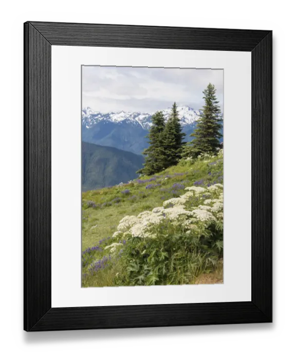 Framed Print : Hills with flowering wildflowers, Hurrican Ridge, Olympic National Park, Washington State, USA Framed Print : Hills with flowering wildflowers, Hurrican Ridge, Olympic National Park, Washington State, USA