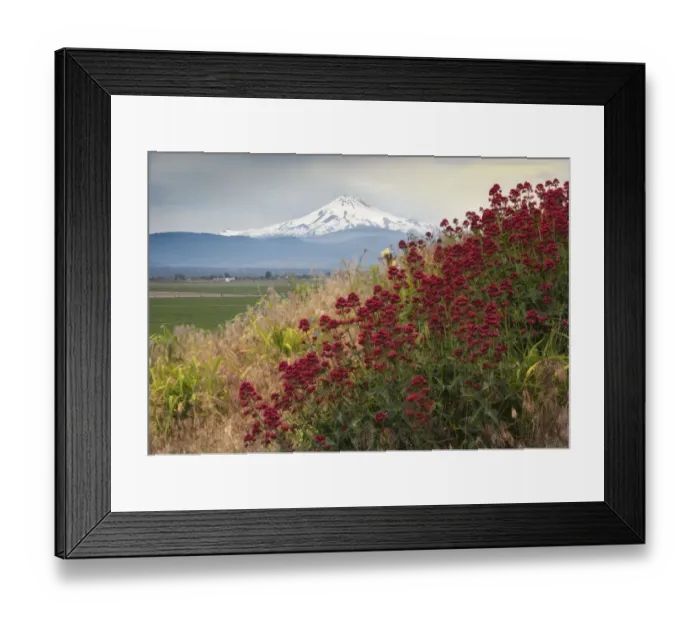 Framed Print : Snow-capped Mt. Jefferson rising majestically behind some red wildflowers, Oregon, USA Framed Print : Snow-capped Mt. Jefferson rising majestically behind some red wildflowers, Oregon, USA