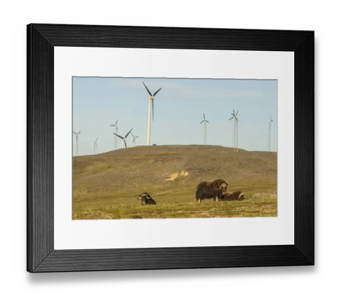 Framed Print : Muskox (Ovibos moschatus) near wind farm, Nome, Alaska, USA Framed Print : Muskox (Ovibos moschatus) near wind farm, Nome, Alaska, USA