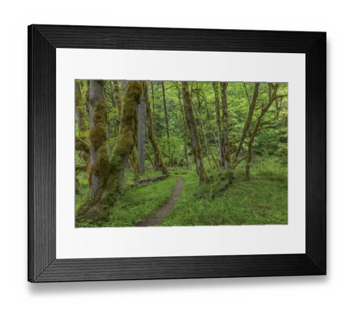Framed Print : Trail and forest, Gifford Pinchot National Forest, Washington State, USA Framed Print : Trail and forest, Gifford Pinchot National Forest, Washington State, USA