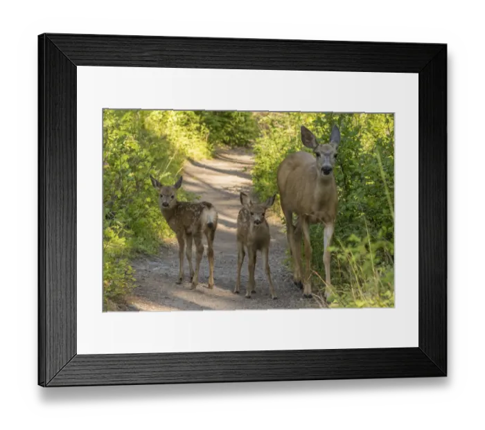 Framed Print : Mule deer (Odocoileus hemionus) fawns and mother on dirt road, Glacier National Park, Montana, USA Framed Print : Mule deer (Odocoileus hemionus) fawns and mother on dirt road, Glacier National Park, Montana, USA