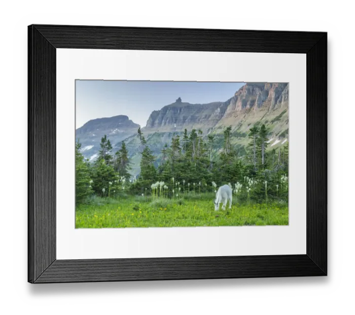 Framed Print : Mountain goat grazing in meadow, Glacier National Park, Montana, USA Framed Print : Mountain goat grazing in meadow, Glacier National Park, Montana, USA