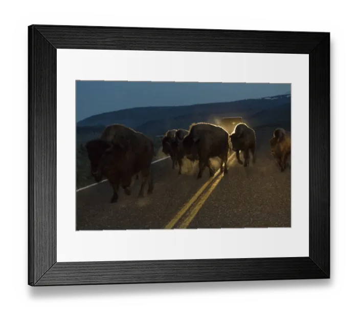 Framed Print : Bisons herd crossing road before dawn, Yellowstone National Park, Wyoming, USA Framed Print : Bisons herd crossing road before dawn, Yellowstone National Park, Wyoming, USA