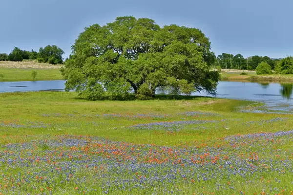Lone Oak tree along small pond with field of wildflowers near Brenham, Texas Hill Country, Texas, USA