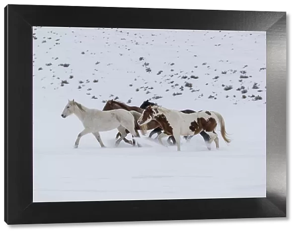 Horses (Equus ferus caballus) running in winter snow, Hideout Ranch, Shell, Wyoming, USA