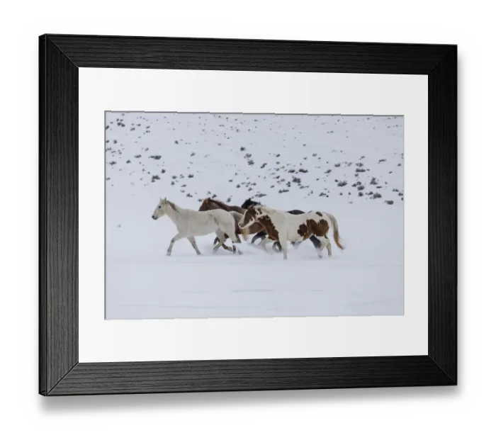 Framed Print : Horses (Equus ferus caballus) running in winter snow, Hideout Ranch, Shell, Wyoming, USA Framed Print : Horses (Equus ferus caballus) running in winter snow, Hideout Ranch, Shell, Wyoming, USA