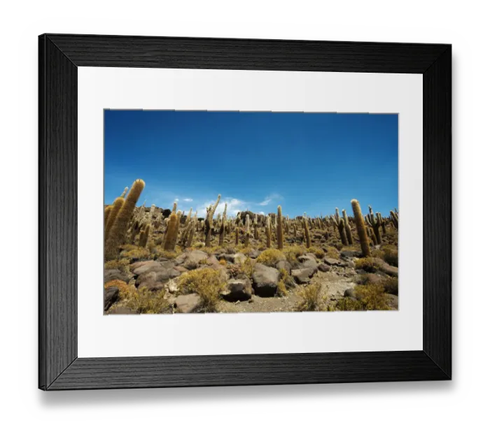 Framed Print : Cactus on Incahuasi island, Salar de Uyuni, Bolivia Framed Print : Cactus on Incahuasi island, Salar de Uyuni, Bolivia