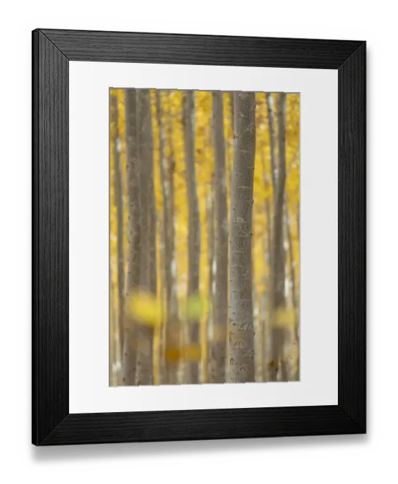 Framed Print : Poplar Trees at Boardman Tree Farm, Morrow County, Oregon, USA Framed Print : Poplar Trees at Boardman Tree Farm, Morrow County, Oregon, USA