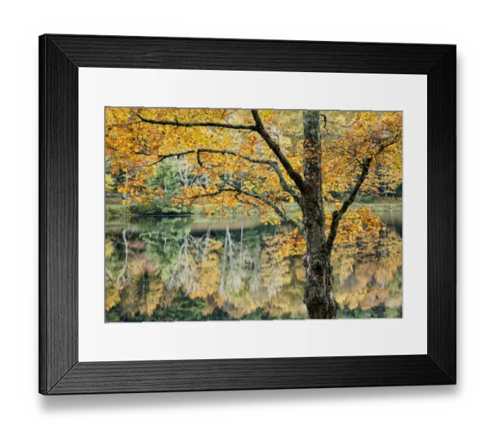 Framed Print : Autumn reflections in Bass Lake in Moses H Cone Memorial Park, Blue Ridge Parkway, North Carolina, USA Framed Print : Autumn reflections in Bass Lake in Moses H Cone Memorial Park, Blue Ridge Parkway, North Carolina, USA