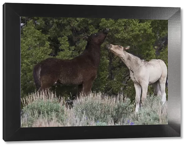 Playful wild colts (Equus ferus) in Steens Mountain, Oregon, USA