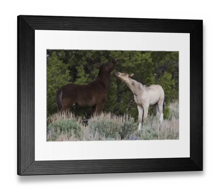Framed Print : Playful wild colts (Equus ferus) in Steens Mountain, Oregon, USA Framed Print : Playful wild colts (Equus ferus) in Steens Mountain, Oregon, USA