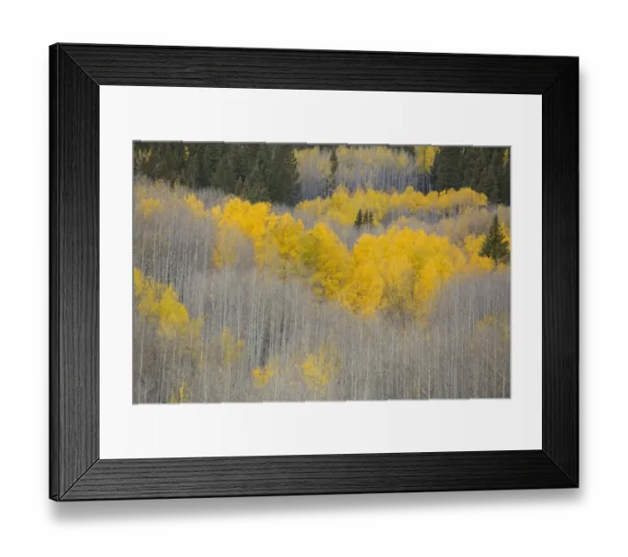 Framed Print : Aspens in fall color, Gunnison National Forest, Colorado, USA Framed Print : Aspens in fall color, Gunnison National Forest, Colorado, USA