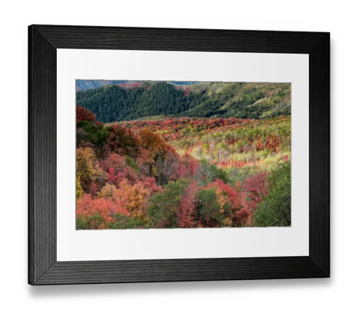 Framed Print : Fall foliage near Midway and Heber Valley, Utah, USA