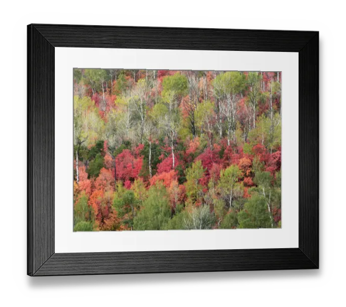Framed Print : Fall foliage near Midway and Heber Valley, Utah, USA
