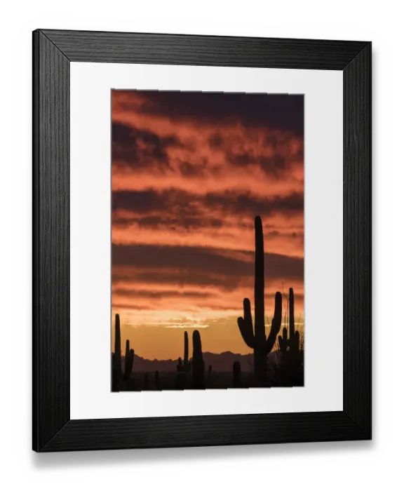 Framed Print : Silhouetted Saguaro cactus (Carnegiea gigantea) against sunset sky, Arizona, USA Framed Print : Silhouetted Saguaro cactus (Carnegiea gigantea) against sunset sky, Arizona, USA