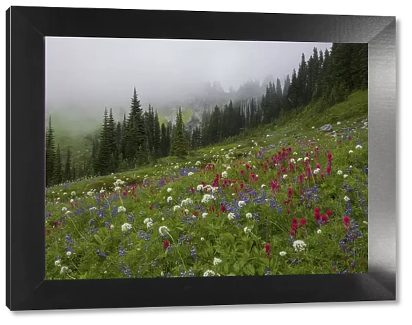Mountain wildflowers in meadow, Mount Rainier, Washington State, USA