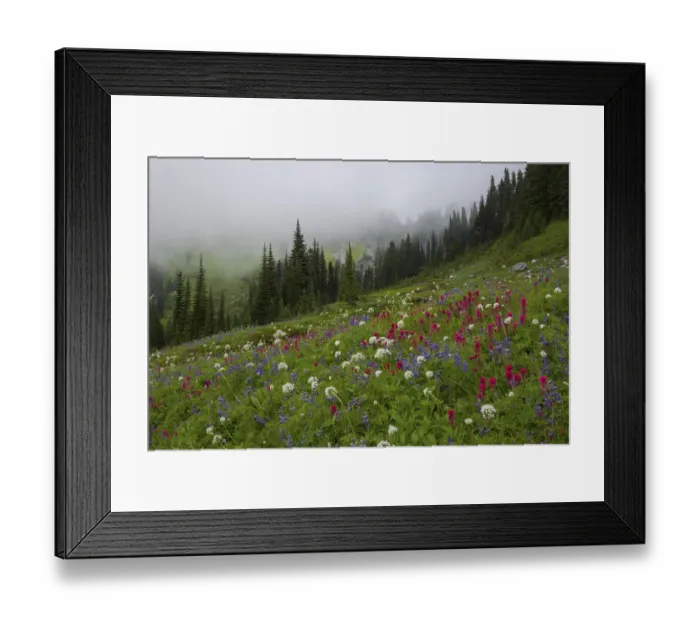 Framed Print : Mountain wildflowers in meadow, Mount Rainier, Washington State, USA