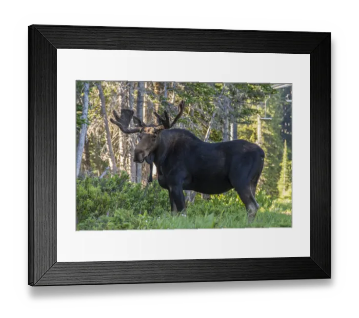 Framed Print : Bull moose ( Alces Alces) standing in forest, Alta, Utah, USA Framed Print : Bull moose ( Alces Alces) standing in forest, Alta, Utah, USA