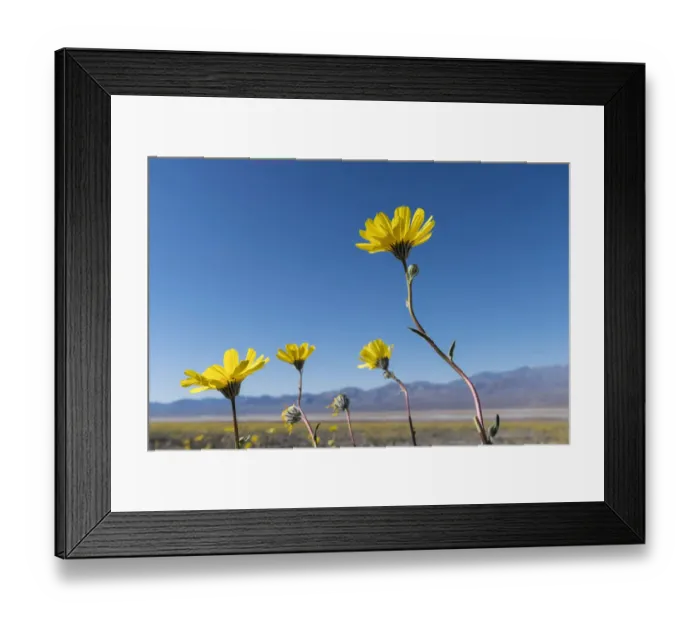 Framed Print : Desert sunflowers (Geraea Canescens) reaching towards sun during super-bloom, Death Valley, California, USA