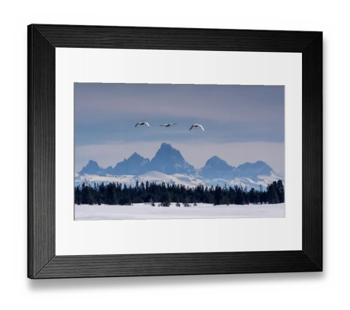 Framed Print : Trumpeter Swans (Cygnus buccinator) flying with Teton Range in background, Harriman Ranch, Idaho, USA Framed Print : Trumpeter Swans (Cygnus buccinator) flying with Teton Range in background, Harriman Ranch, Idaho, USA