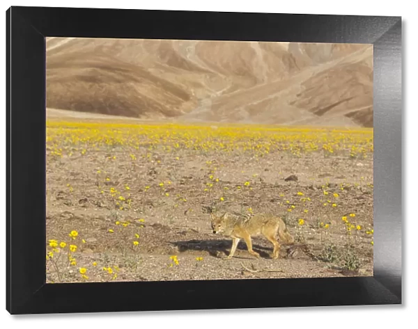 Coyote (Canis Latrans) walking through blooming desert marigolds during Springs super bloom, Death Valley, California, USA