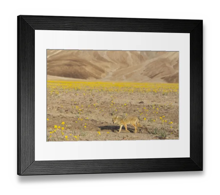 Framed Print : Coyote (Canis Latrans) walking through blooming desert marigolds during Springs super bloom, Death Valley, California, USA Framed Print : Coyote (Canis Latrans) walking through blooming desert marigolds during Springs super bloom, Death Valley, California, USA