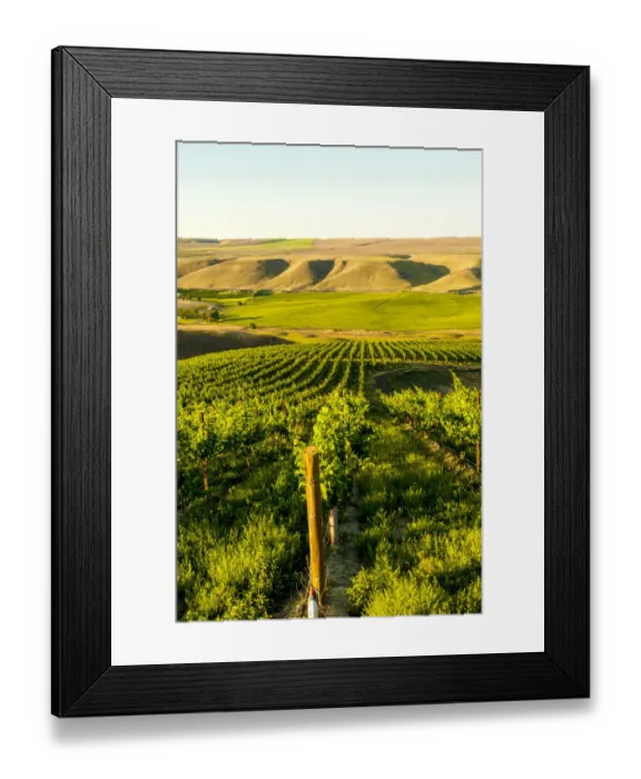Framed Print : Goose Ridge vineyard at dawn, Richland, Washington State, USA Framed Print : Goose Ridge vineyard at dawn, Richland, Washington State, USA