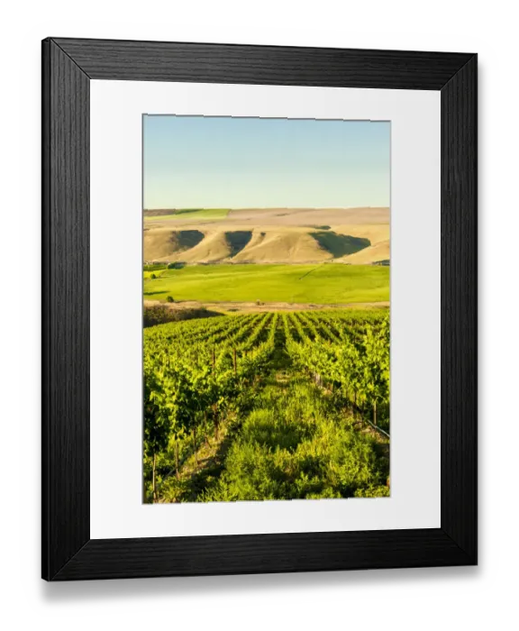 Framed Print : Goose Ridge vineyard at dawn, Richland, Washington State, USA