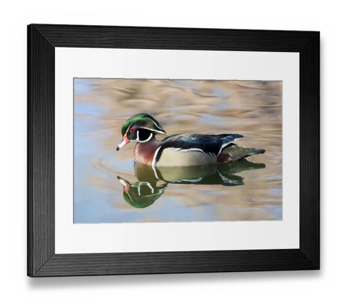 Framed Print : Wood Duck Drake (Aix sponsa) on small pond in Botanical Garden in winter, Albuquerque, New Mexico, USA Framed Print : Wood Duck Drake (Aix sponsa) on small pond in Botanical Garden in winter, Albuquerque, New Mexico, USA